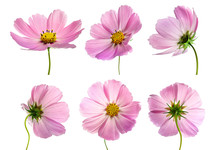 Set Of Six Pink Cosmos Bipinnatus Flowers With Different Perspective Isolated On White Background. Ornamental Garden Plant Cosmos Bipinnatus Close-up Macro.