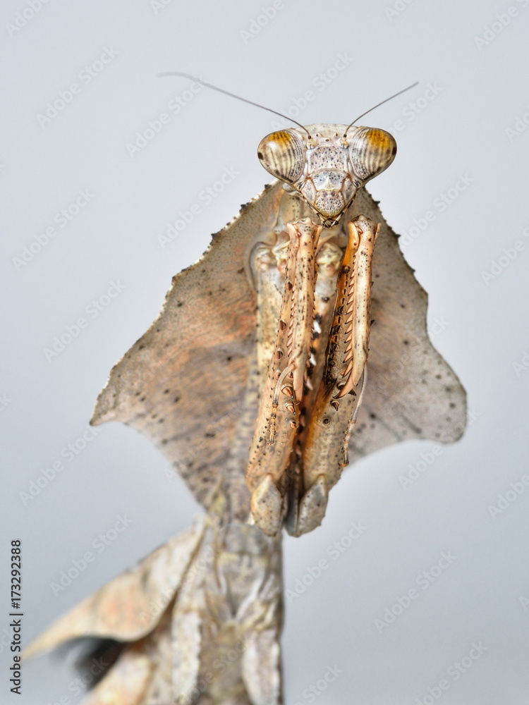 Scary Malaysian Dead Leaf Mantis/Praying Mantis show her wings ...