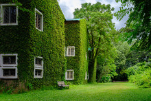 Building Covered With Green Ivy