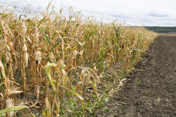 dry corn plantation field nature. concept of agriculture. autumn harvest.