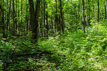 Dense Green Forest And Leafy Shrubs.
