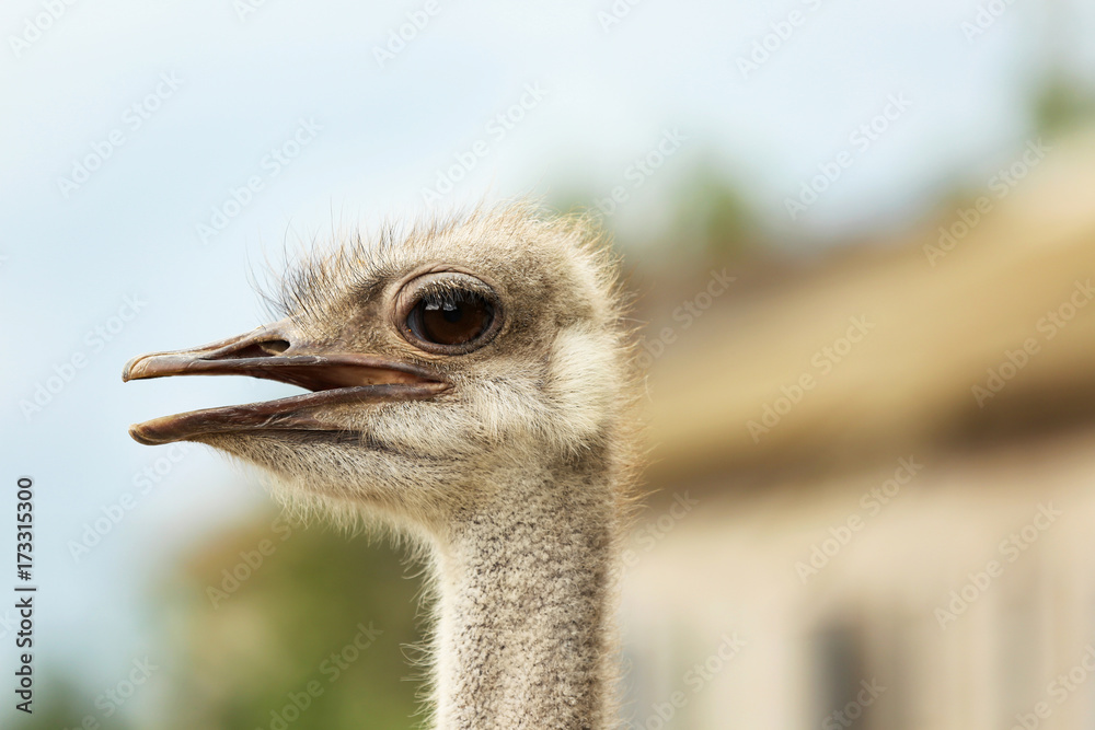 Grown ostrich on farm