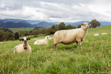 A few sheeps grazing and laying on meadow.