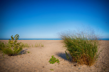 Wall Mural - View of sand dunes at Rondeau Provincial Park beach in the summer, with lake Erie in the background.