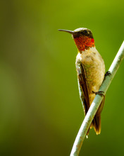 Hummingbird (Ruby Throated)