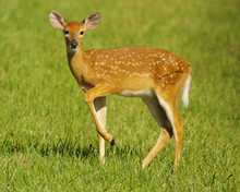 Young White Tail Deer In Spring