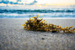 close up of seaweed washed up on the shore of the beach