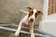 Dog Adopt Shelter Pet Animal Rescue Kennel Adoption Abandoned Sad Puppy