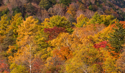 Wall Mural - autumn landscape mountain