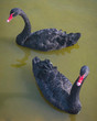 Two swimming black swans are on lake at daytime