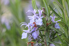 Purple Rosemary (rosmarinus Officinalis) Flower And Stamen