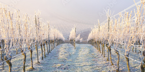 Foto Winter und morgendlicher Bodenfrost im Weinberg