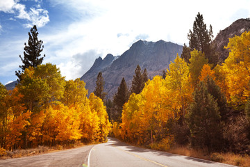 Autumn road