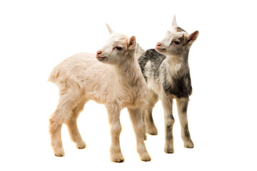 Poster - small goats isolated