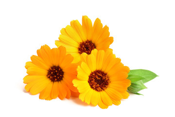 Calendula. Marigold flower with leaf isolated on white background