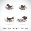 Vector of Bird and Nests on white background.