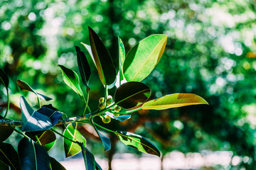 Green Ficus Platypoda Tree Leaves