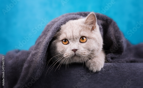 Britisch Kurzhaar Kater 5 Monate Alt In Lilac Buy This