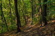 pathway in autumn forest 