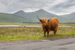 Highland Scottish redhead ginger cow near a road in the middle of mountain
