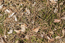 Fallen Pine Needles On The Ground