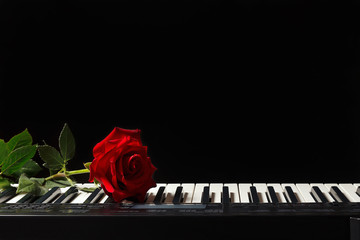 Scarlet rose on the keys of the synth on a black background