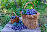 Fototapeta Lawenda - wicker basket of freshly picked plums