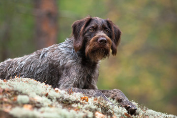 german wirehaired pointer on blurred background