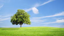 Green Grass And Tree With Clouds  Background, Green Concept.