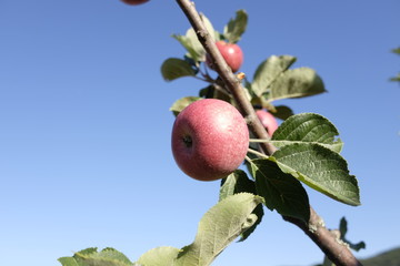 red apples on the plant