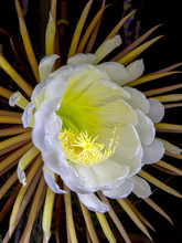Queen Of The Night Cactus Flower