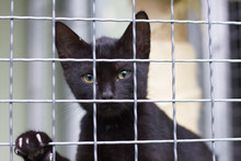 Abandoned Black Cat In An Animal Shelter 