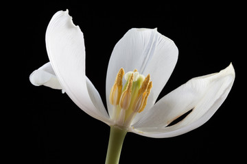 Cross section of white tulip losing petals on black background