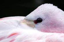 Flamingo With Beady Eye