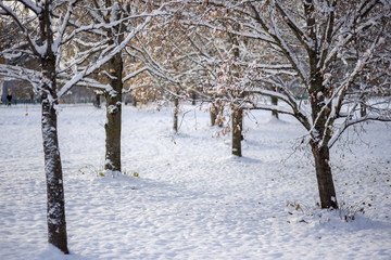 Snowy winter in the park