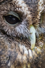 Poster - Very close image of the beak and eye od a woodford owl in upright vertical format