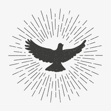 Dove Illustration. Vector. Isolated.