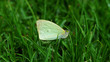 Macro white butterfly on grass with copy space. White butterfly in wild. White butterflies on lawn grass