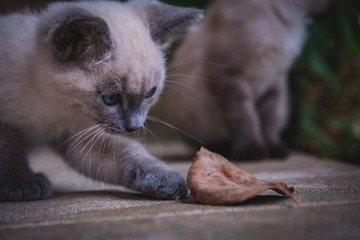 two friendly cats