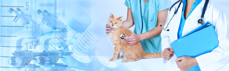 Veterinarian doctor with cat in veterinary clinic.