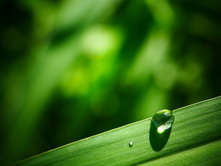 water drop on green grass leaf