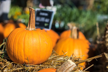pumpkin at pumpkin patch on bundle of hay