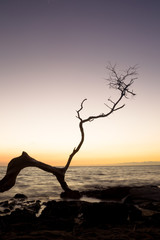 Sticker - Ein abgestorbener Baum vor dem Sonnenuntergang auf Big Island, Hawaii, USA.