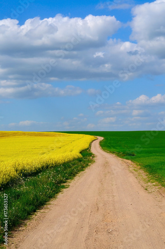 Sandy Road In The Flower Field Under The Blue Sky Summer - 