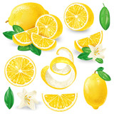 Fototapeta  - Set of whole, cut in half, sliced on pieces fresh lemons, leaves and flowers, twisted lemon peel hand drawn vector illustration isolated on white background. Vibrant juicy ripe citrus fruit collection