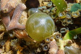 Bubble algae, Valonia ventricosa, underwater on the seabed of the Caribbean sea