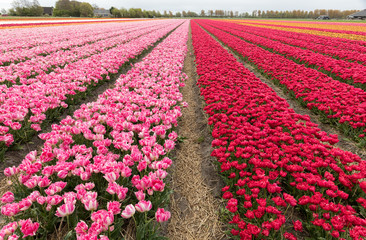 Tulip fields of the Bollenstreek, South Holland, Netherlands