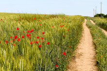 Dirt Country Road Along The Green Wheat Field With Red Poppies