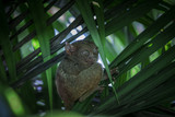 Fototapeta  - tarsier
