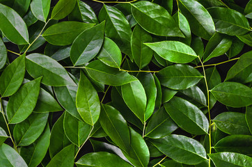 Wall Mural - green leaf on black background